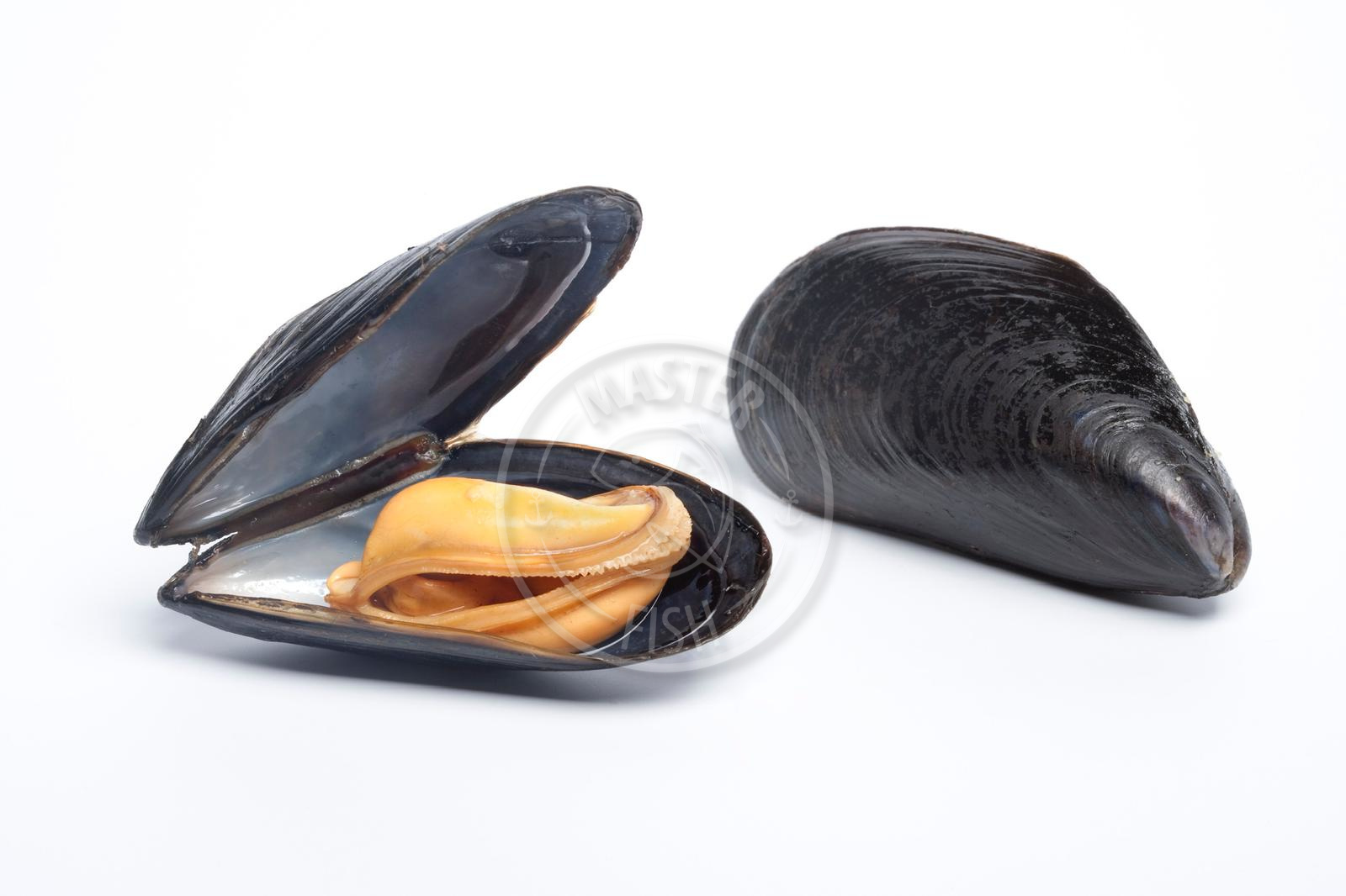 Slávky Premium Španělsko 30/40